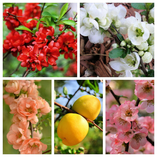 flowering quince seeds