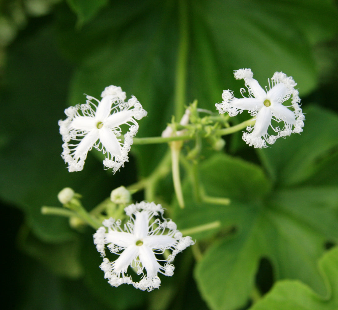 White Trichosanthes flower seeds