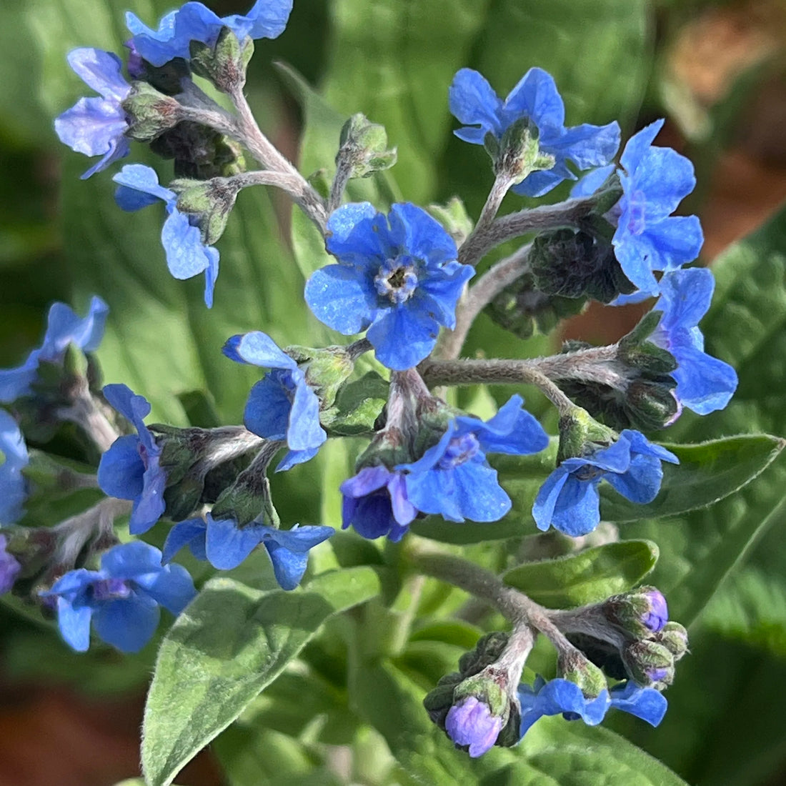 Dark Blue flower seeds