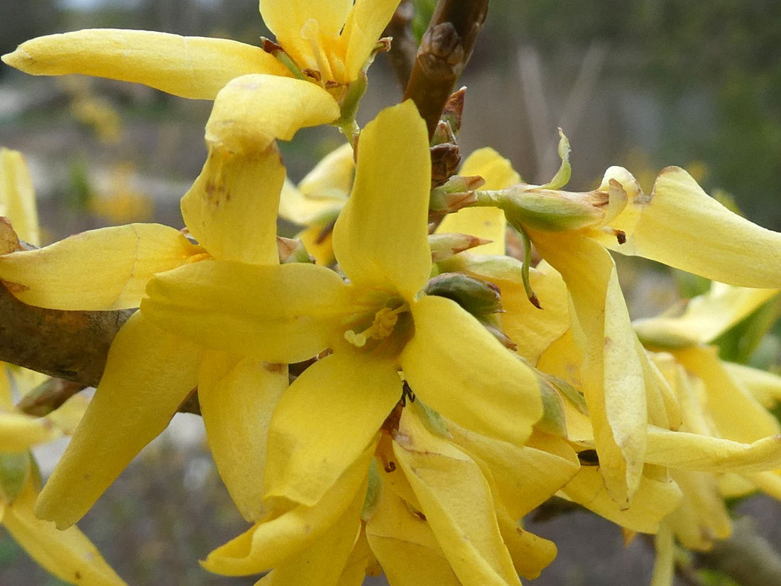 Trifoliate Forsythia flower seeds
