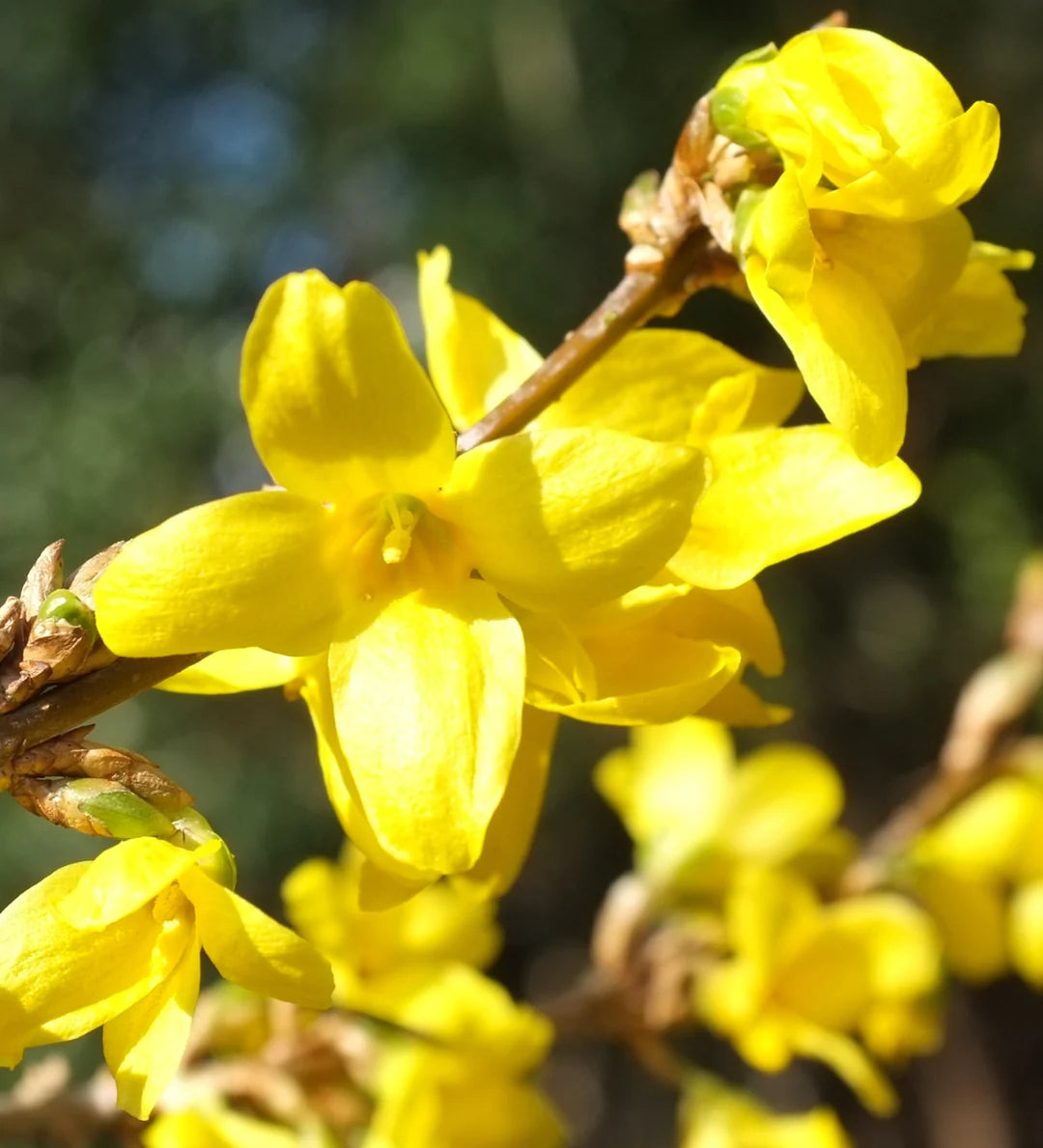 Yellow Trifoliate flower seeds