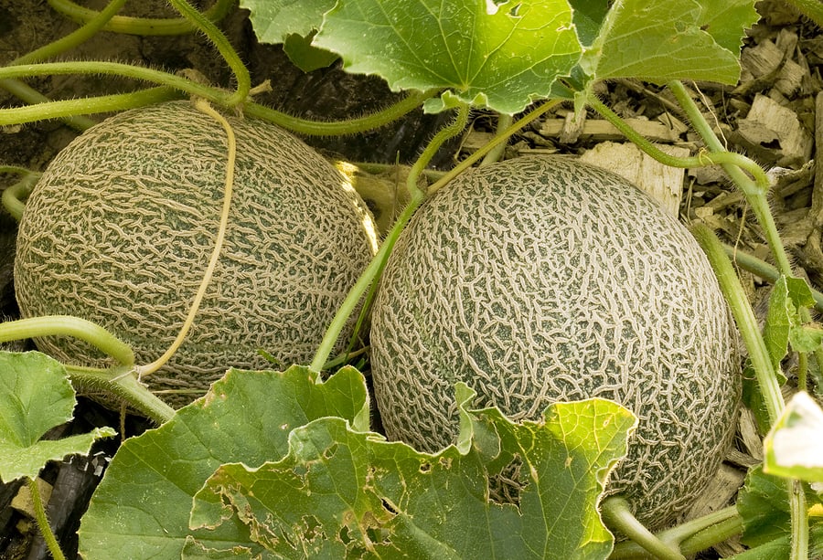 fortuna melon seeds