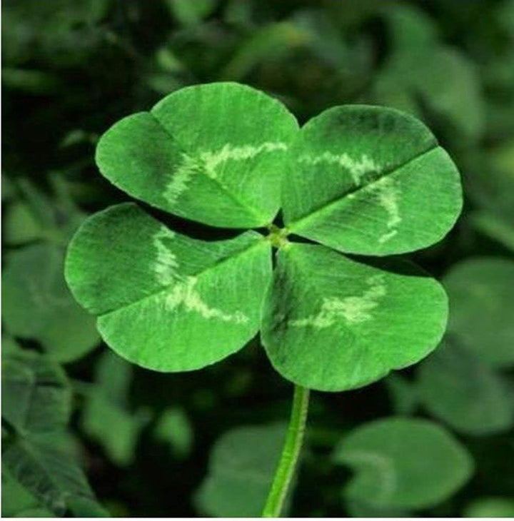 Four Leaf Clover Seeds for Planting