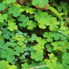 Four Leaf Clover Seeds for Planting