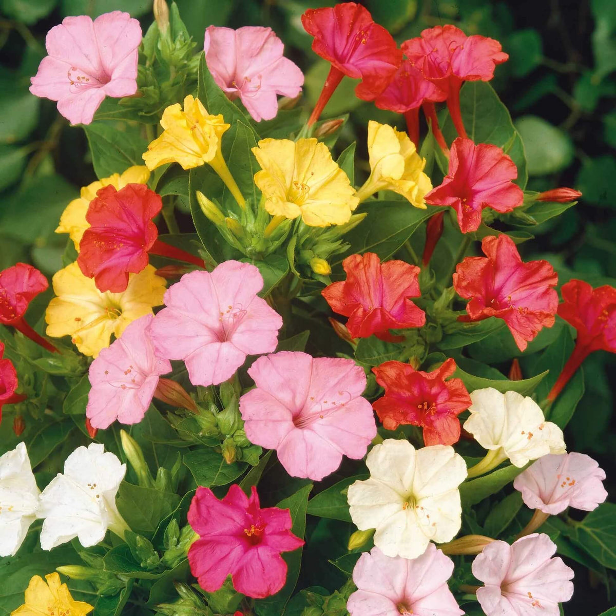 Colorful Four O'Clock plant