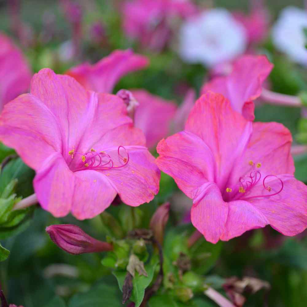 Light Pink flower seeds