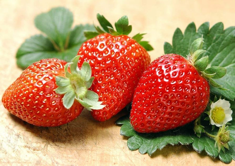 Giant Strawberry Fragaria × ananassa Fruit Seeds for Planting – Heirloom Non-GMO Garden Seeds