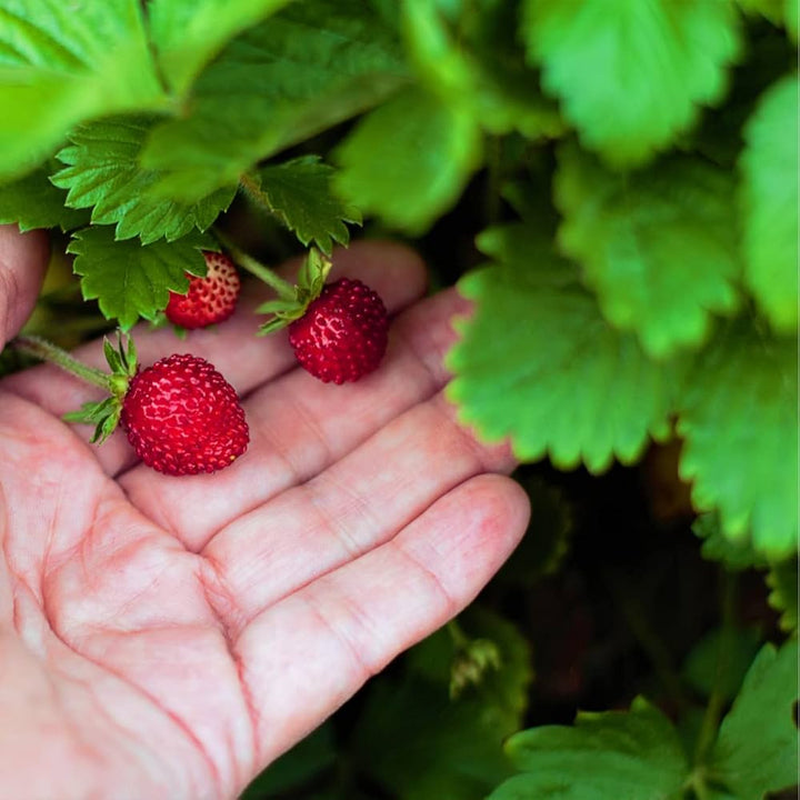 california woodland strawberry seeds