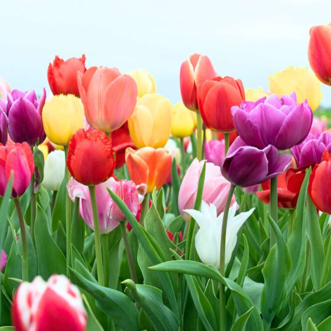 Fragrant Aroma flower seeds