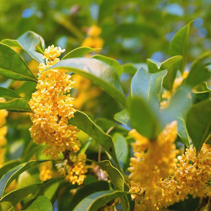 Osmanthus fragrans Seeds for Planting – Fragrant Ornamental Garden Seeds