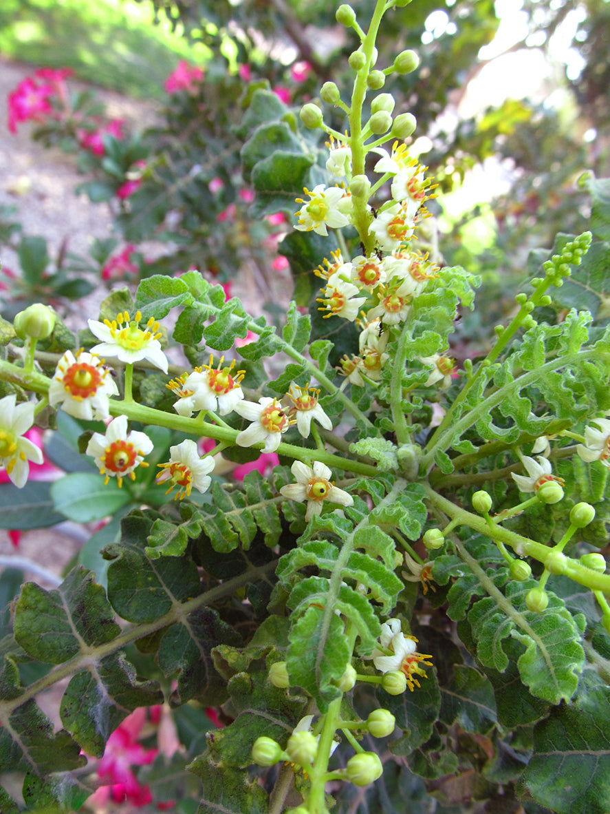 Boswellia Sacra Tree Seeds for Planting – Frankincense Tree Seeds