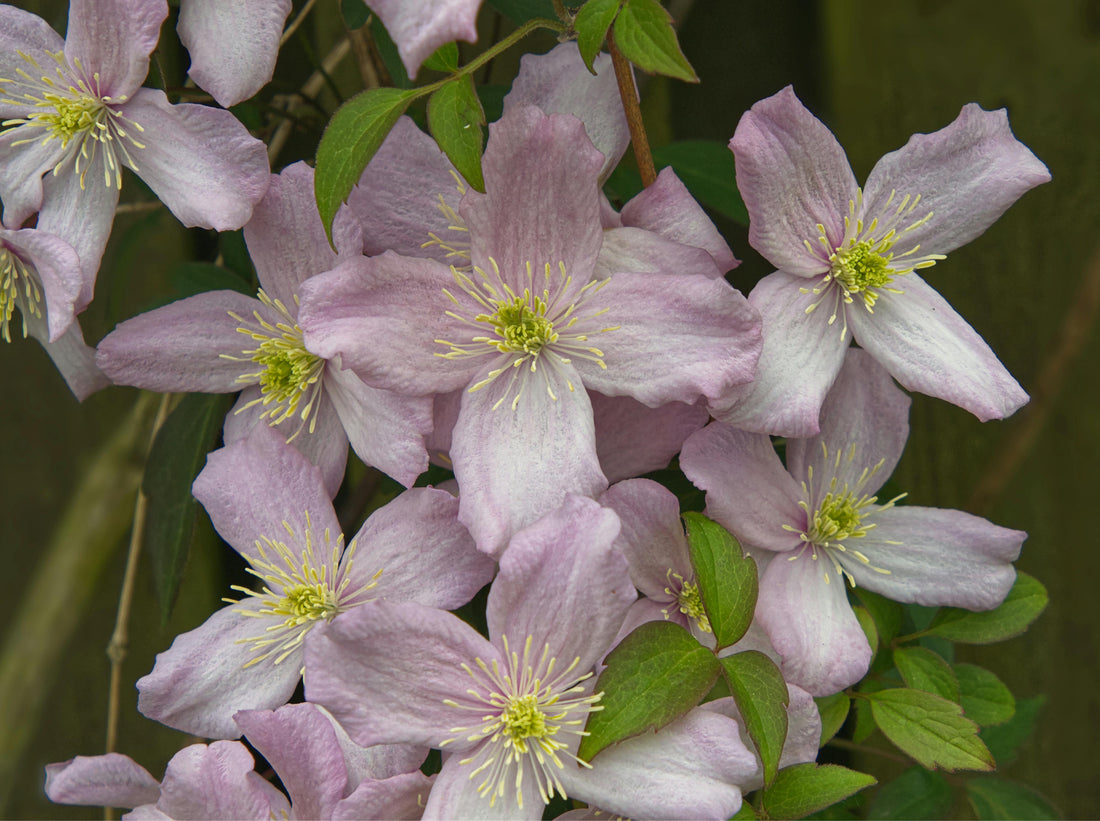 Baby Pink flower seeds