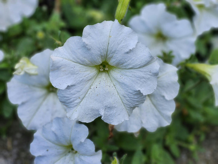 White Petunia flower seeds