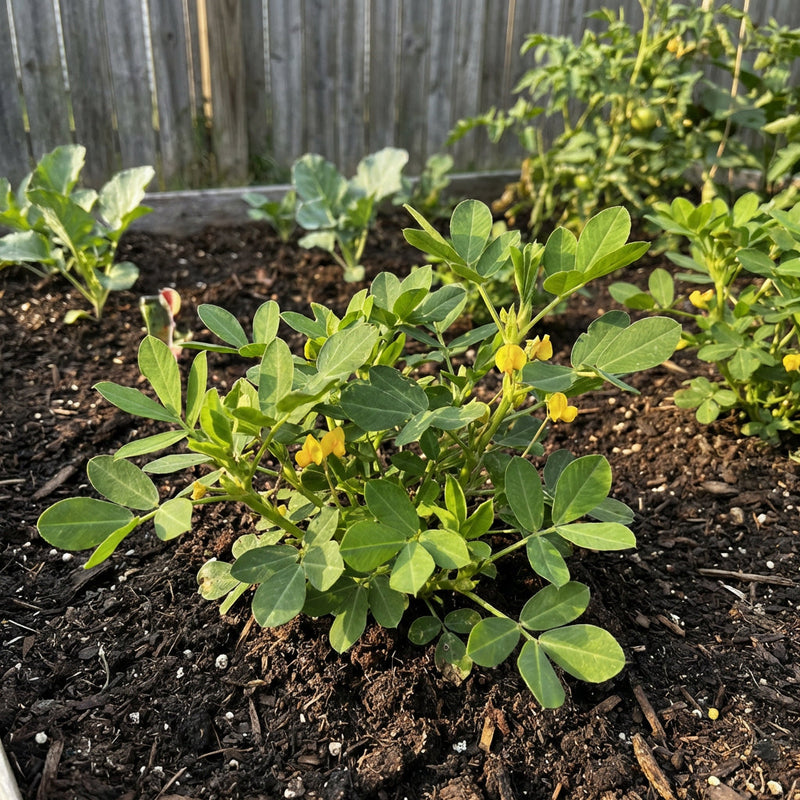 Traditional Groundnut Vegetable Seeds for Planting – Heirloom Non-GMO Garden Seeds