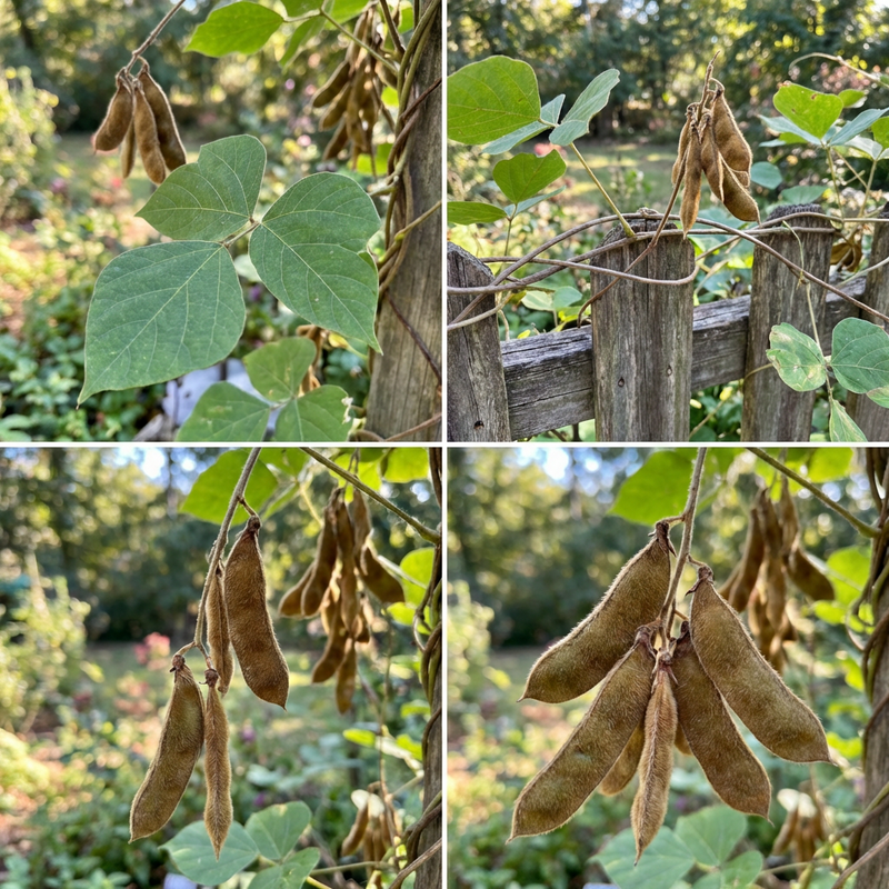 Fast Growing Kudzu Vine Seeds for Planting – Heirloom Non-GMO Garden Seeds