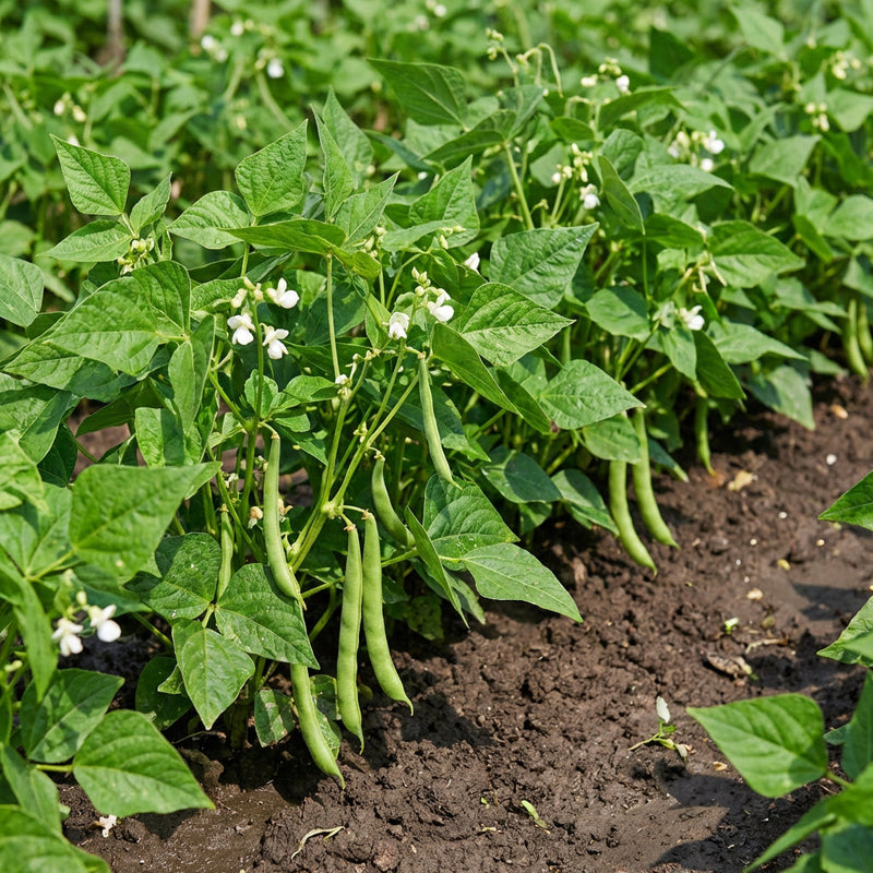 Drought Tolerant White Tepary Bean Vegetable Seeds for Planting – Heirloom Non-GMO Garden Seeds