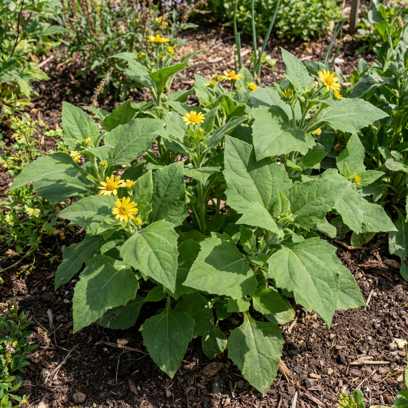 Yacon Root Vegetable Seeds for Planting – Heirloom Non-GMO Garden Seeds
