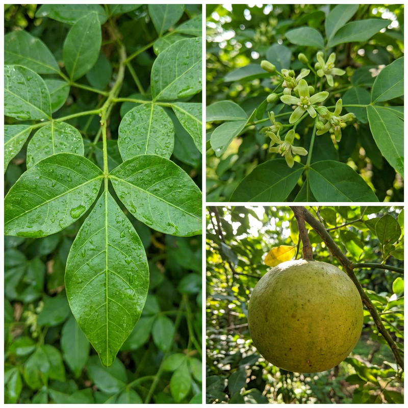Green Bilva Patra Bael Seeds – Heirloom Garden Tree Seeds