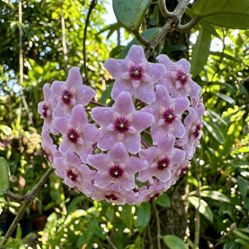 Light Purple flower seeds