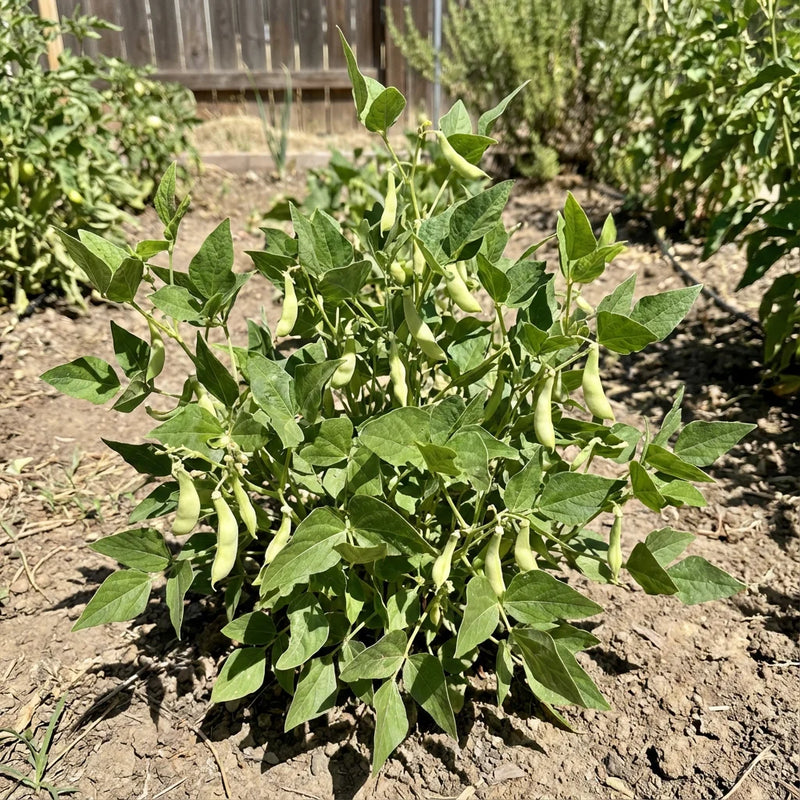 White Tepary Bean Seeds for Planting – Heirloom Drought-Tolerant Bean Seeds