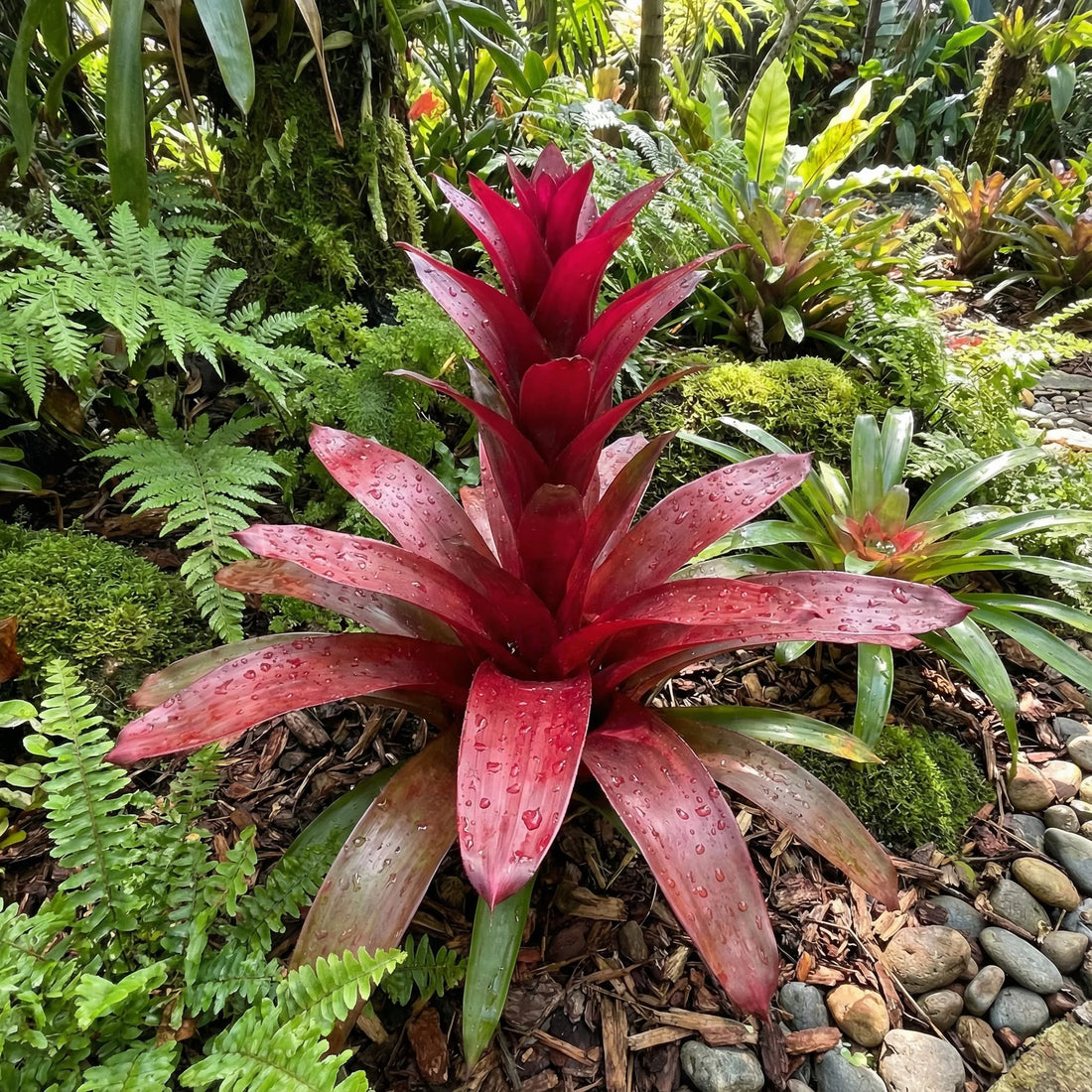 Red Bromeliad flower seeds