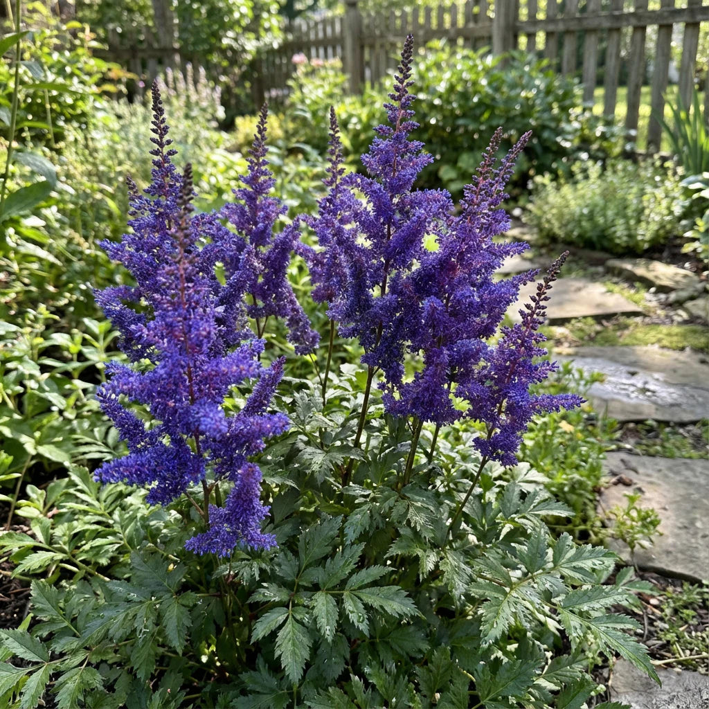 Blue Astilbe flower seeds