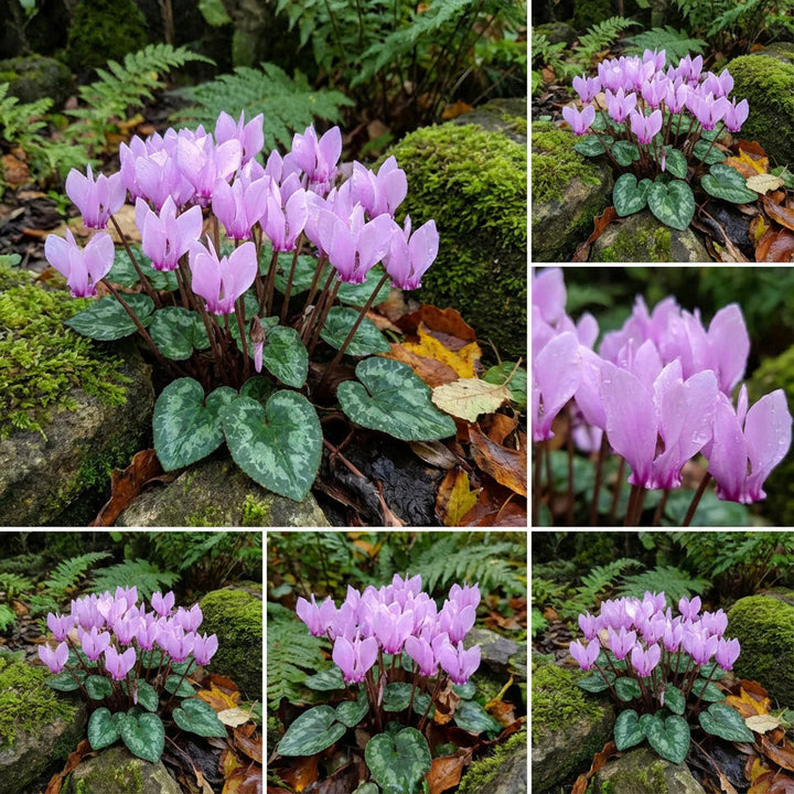 Lavender Cyclamen flower seeds