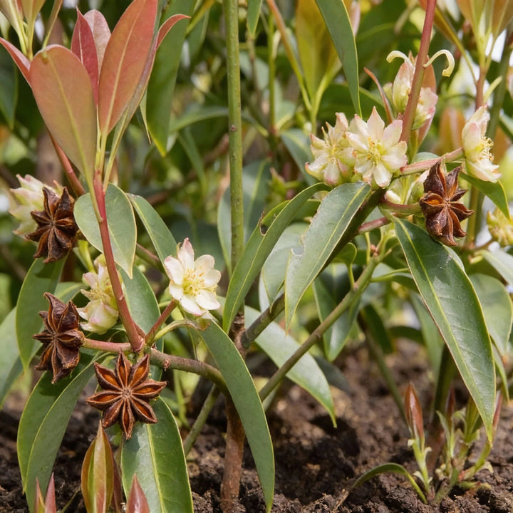 Star Anise Herb Seeds for Planting – Heirloom Non-GMO Garden Seeds