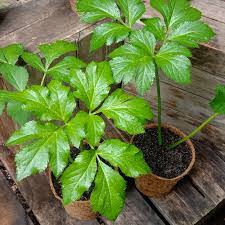 Ashitaba Growing in Kitchen Garden