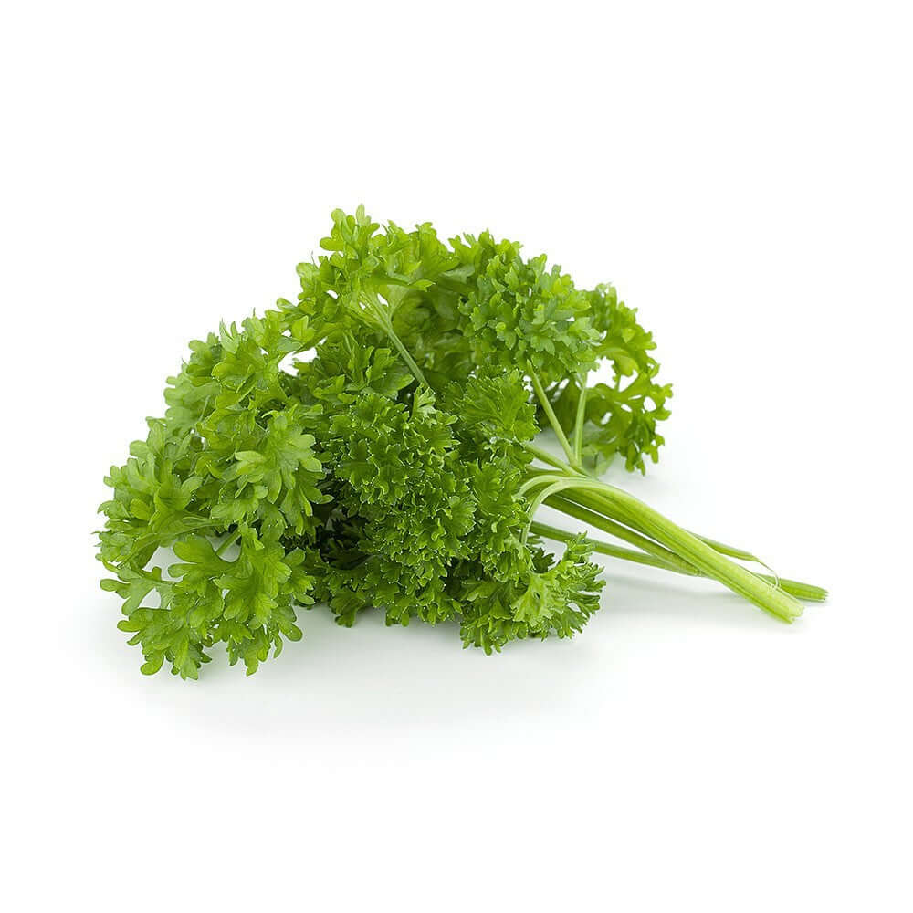 Parsley Flower Seeds for Planting – Heirloom Non-GMO Garden Seeds