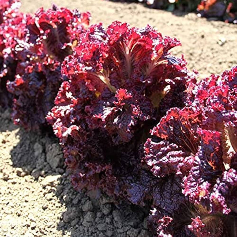 Lettuce Vegetable Seeds for Planting – Heirloom Non-GMO Garden Seeds