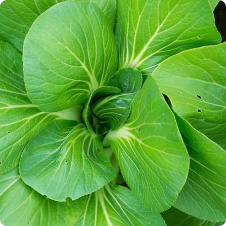 Fresh Mustard Greens Harvested from Home Garden