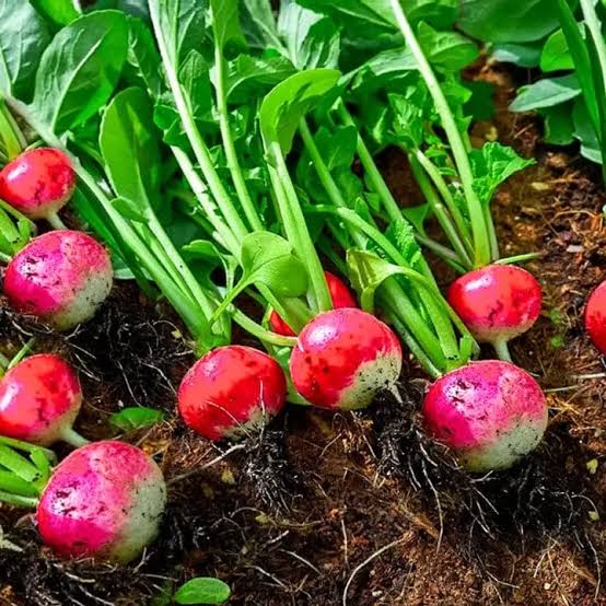 Fresh Organic Radish plant with green leaves and red roots