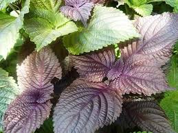 Colorful Perilla Herb Plants in Garden Bed