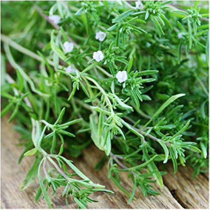 Savory Herb Flowers on Green Foliage