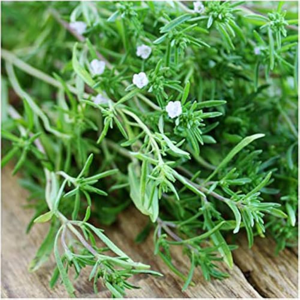 Savory Herb Flowers on Green Foliage