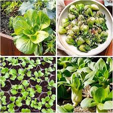 Heirloom Shanghai Bok Choy Growing in Raised Garden Bed
