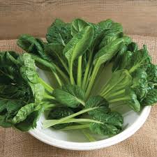 Tatsoi Growing in Home Vegetable Garden