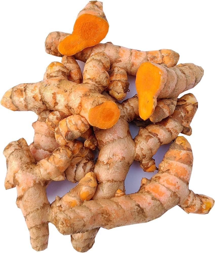 Turmeric herb plant grown from seeds with lush green foliage and mature turmeric rhizomes