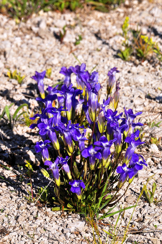 Fringed Gentian Flower Seeds for Planting – Heirloom Non-GMO Garden Seeds