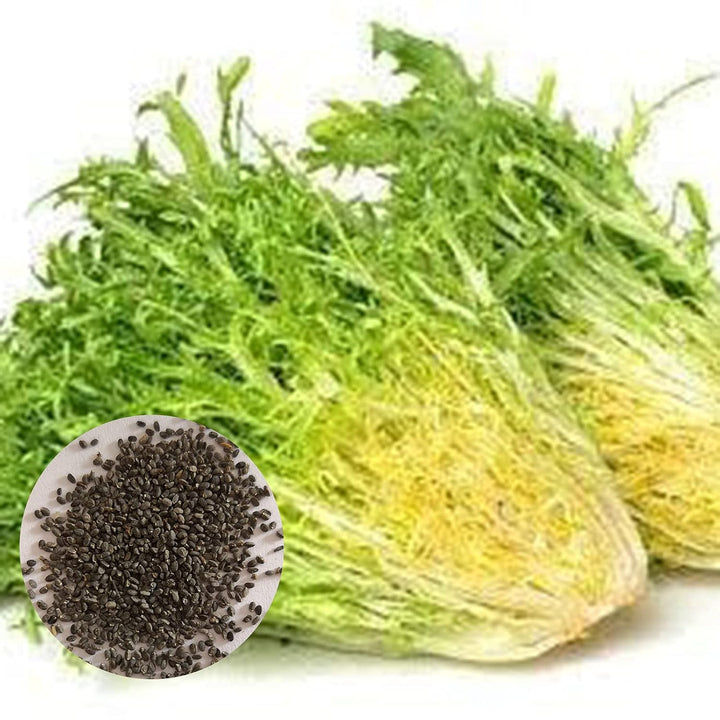 Frisée Endive Vegetable Seeds for Planting – Curly Green Endive