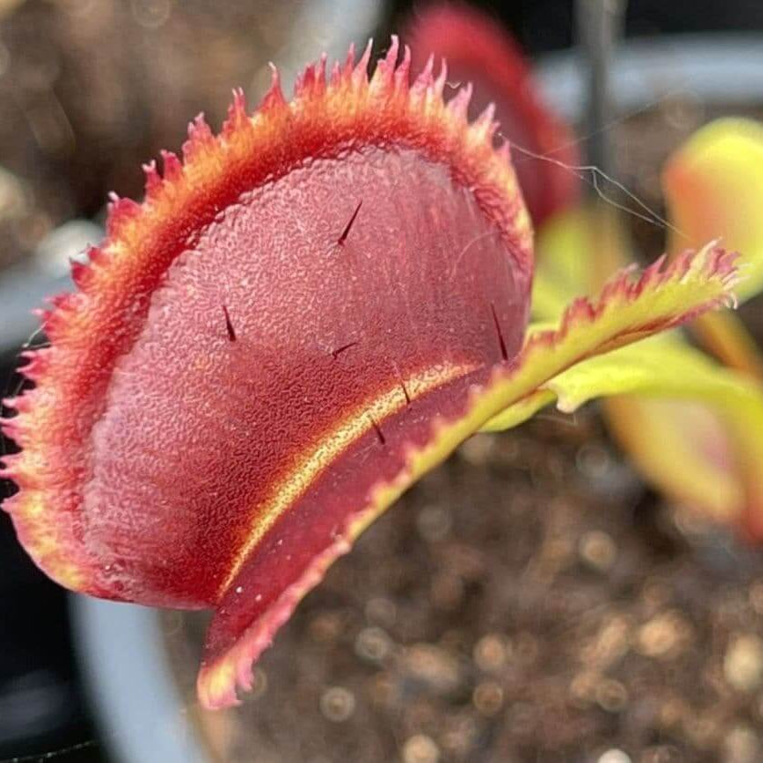 Sawtooth Venus Flytrap plant