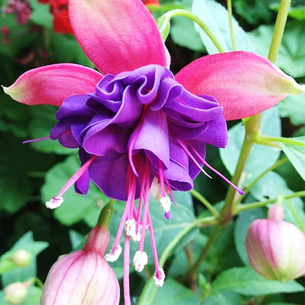 Light Violet flower seeds
