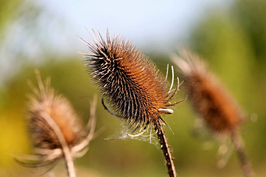 Fuller's Teasel Herb Seeds for Planting – Heirloom Non-GMO Garden Seeds