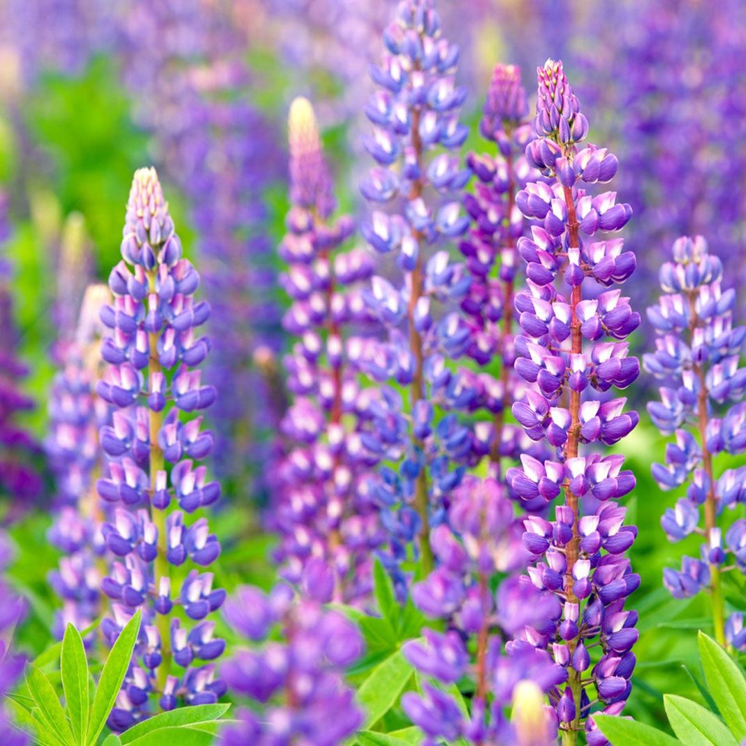 Blue Popsicle flower seeds