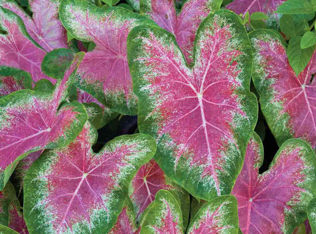 Caladium flower seeds