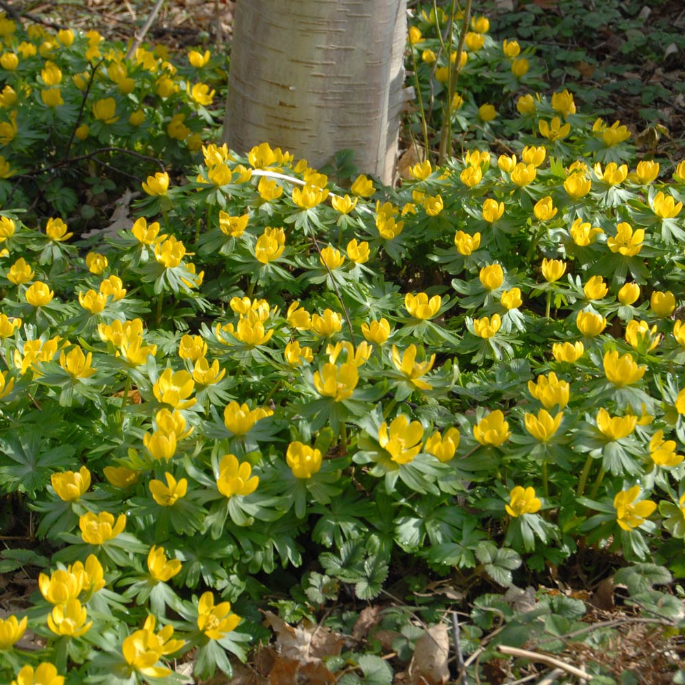 Hyemalis flower seeds
