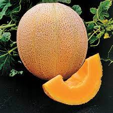 Graines de melon Galia jaune à planter – Graines de jardin anciennes sans OGM