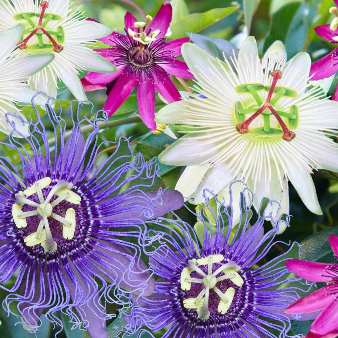 Color Passiflora flower seeds