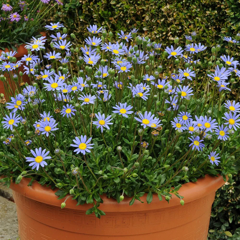 Blue Bellis flower seeds